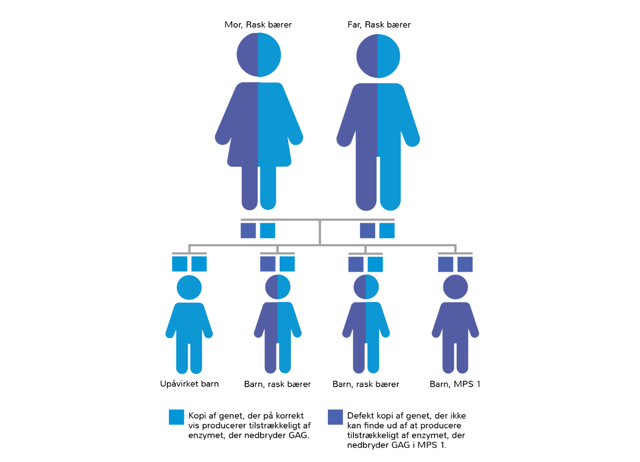 Illustration af arvemønster for MPS type 1
