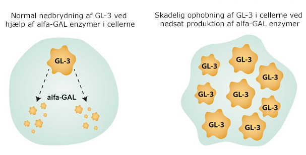 Illustration af nedbrydning af GL-3 i cellerne ved Fabrys sygdom